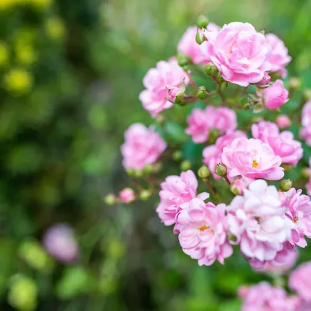 アパート Haus Guenter Und Valeria Gossersweiler-Stein