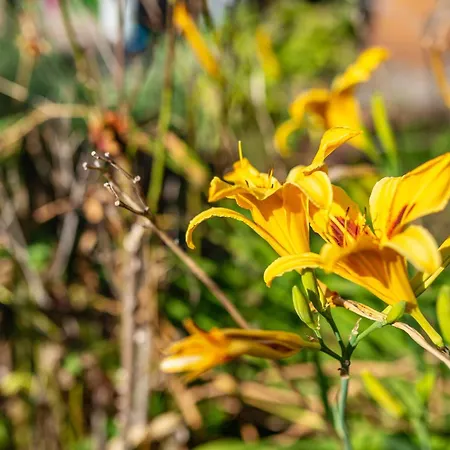 Haus Guenter Und Valeria *