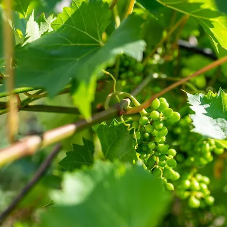 アパート Haus Guenter Und Valeria