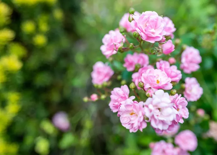 Apartament Haus Guenter Und Valeria Gossersweiler-Stein