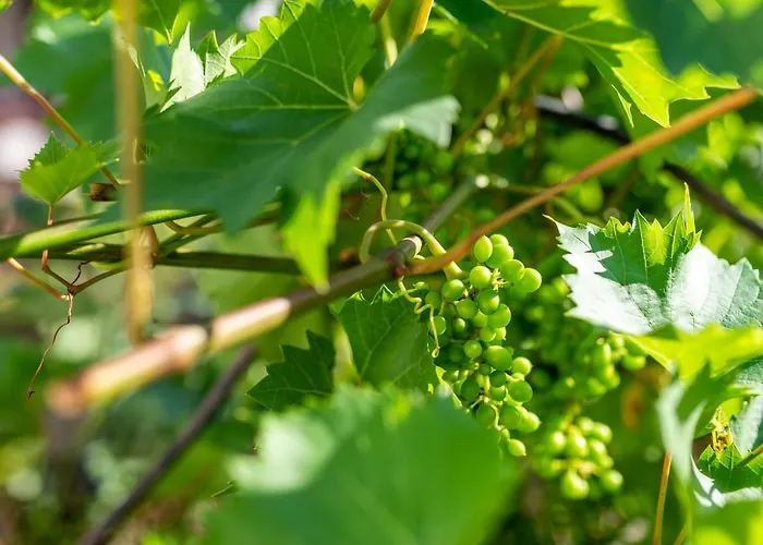 Apartament Haus Guenter Und Valeria